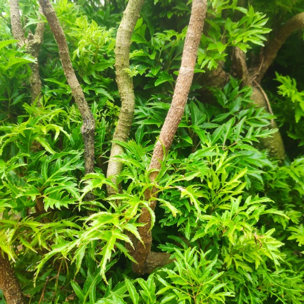 Công dụng tốt dành cho sức khỏe