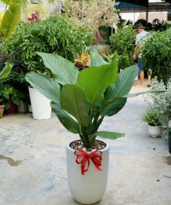 cc8bfa14828643d81a97-247x296-1 Cây Đại Phú Gia