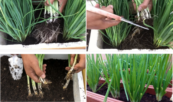 Cấy cây hành lá con ra vườn
