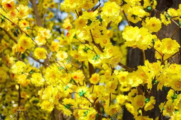 Cắt tỉa cành mai sau tết có tác dụng gì?