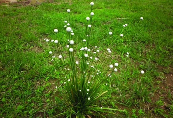 ce1bb8f-dc3b9i-tre1bb91ng Cỏ dùi trống