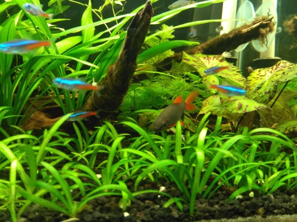 ce1bb8f-thc3aca Cỏ Thìa