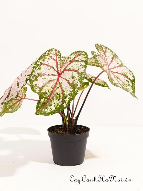 Celebration Caladium