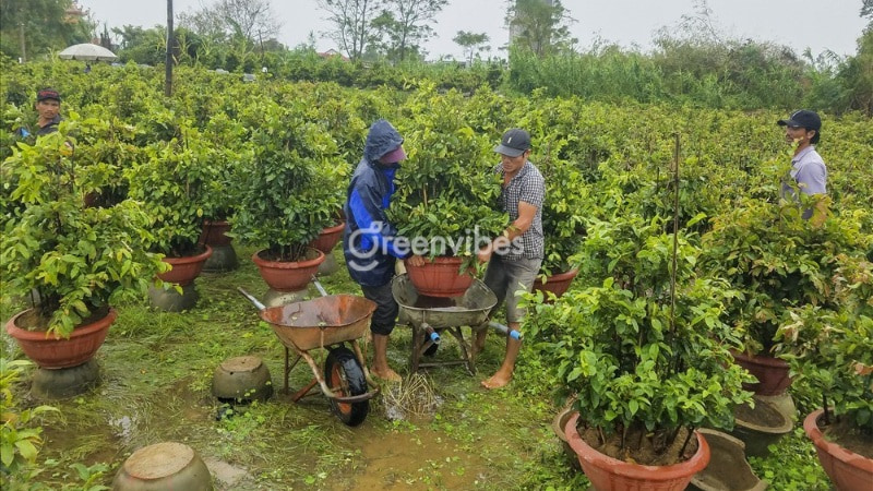 Lưu ý chăm sóc mai vàng trong tháng 5 âm lịch Chăm mai tháng 5 âm lịch - Caycoi.net
