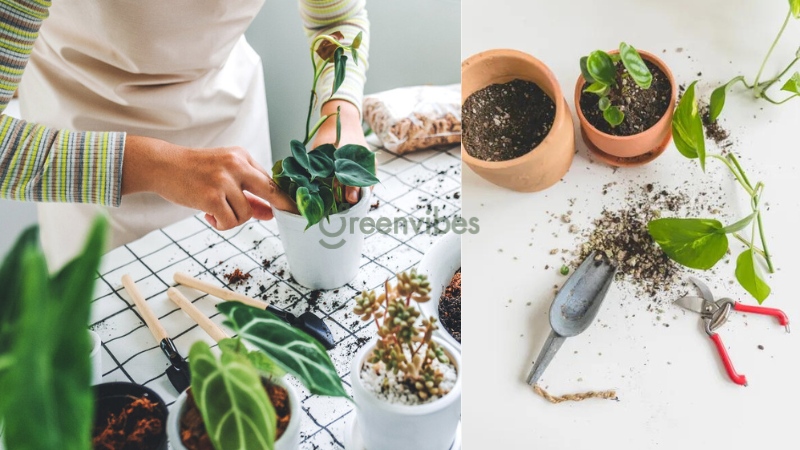 cham-soc-cay-canh-van-phong-3 Chọn đất trồng thích hợp