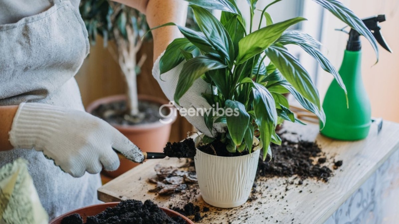 cham-soc-cay-canh-van-phong-5 Có nên sử dụng dịch vụ chăm sóc cây cảnh văn phòng không?