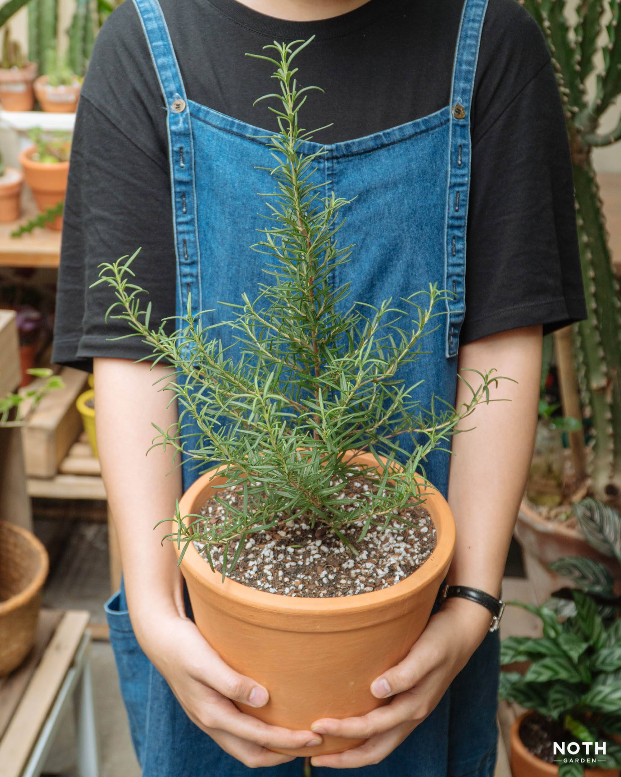 Chăm sóc Hương thảo (Rosemary) nơi đô thị xứ nóng