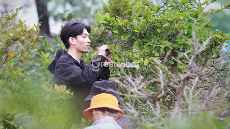cham-soc-mai-thang-12-2 Chăm sóc mai tháng 12 phải chú ý thời điểm lặt lá mai