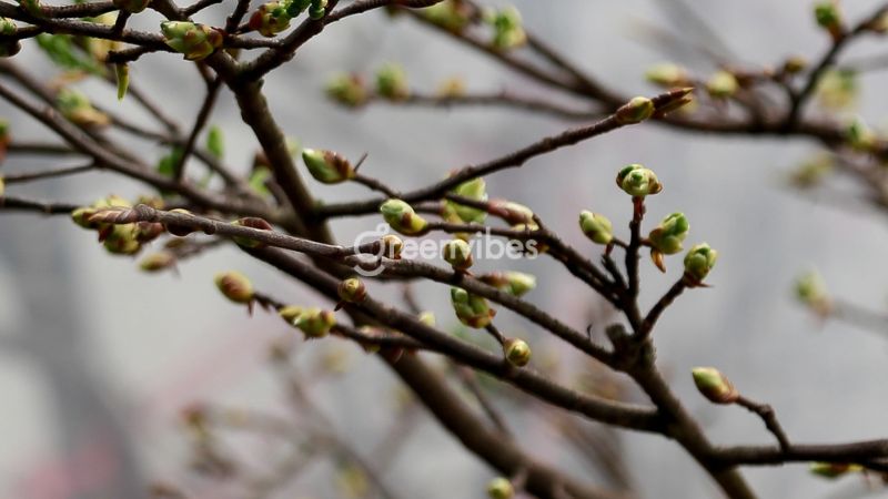 cham-soc-mai-vang-thang-11-2 Chăm sóc mai vàng tháng 11 đúng cách sẽ đảm bảo hoa nở đúng dịp tết