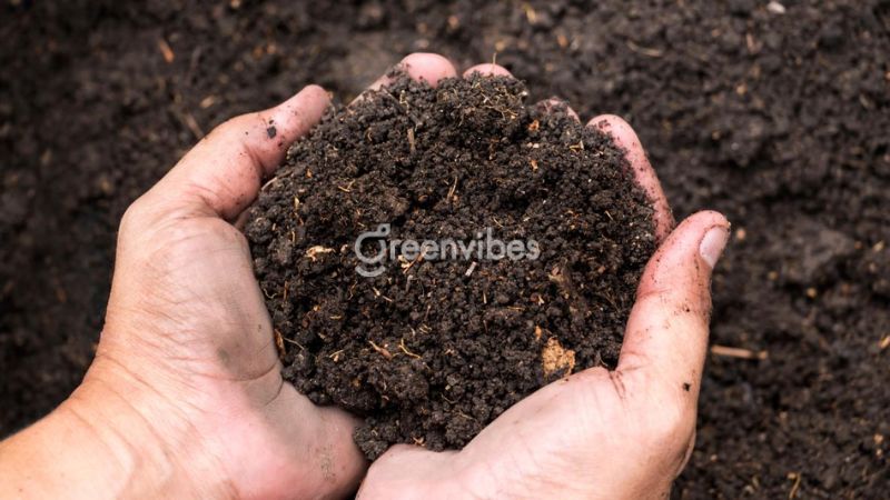 cham-soc-mai-vang-thang-11-3 Bón phân cho mai trong tháng 11