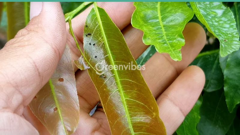 cham-soc-mai-vang-thang-11-4 Phòng ngừa sâu ăn lá cho lá mai vàng