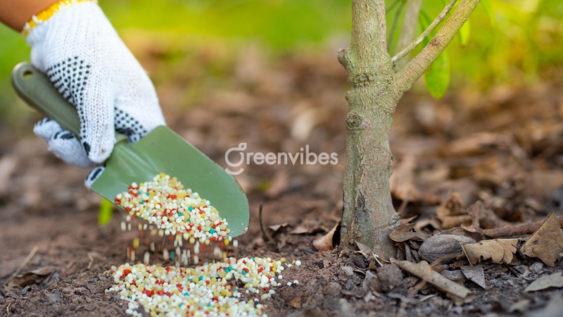 cham-soc-mai-vang-thang-4-am-lich chăm sóc mai vàng tháng 4 âm lịch - Caycoi.net