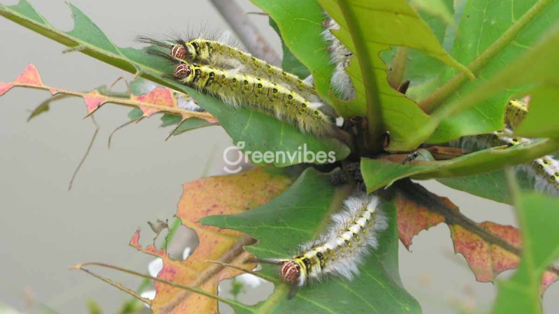 Cách chăm sóc mai vàng tháng 8 Chăm sóc mai vàng tháng 8 al - Caycoi.net