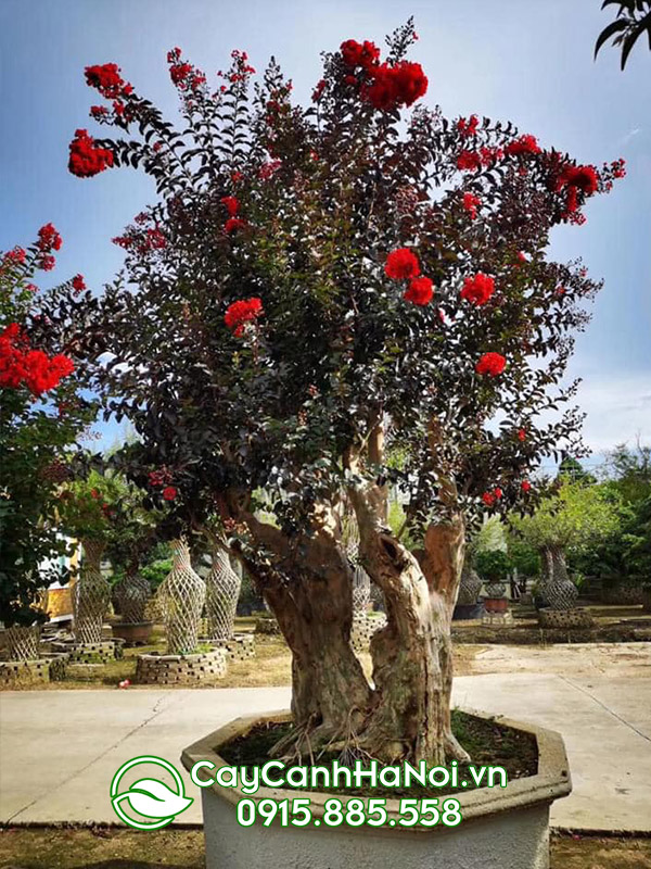 cây tường vi bonsai đẹp