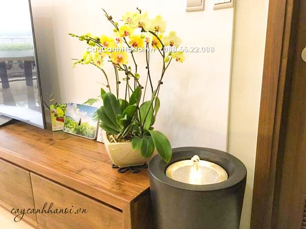 chau-composite-trong-hoa-lan-ho-diep-1 Chậu composite trồng hoa lan hồ điệp vàng