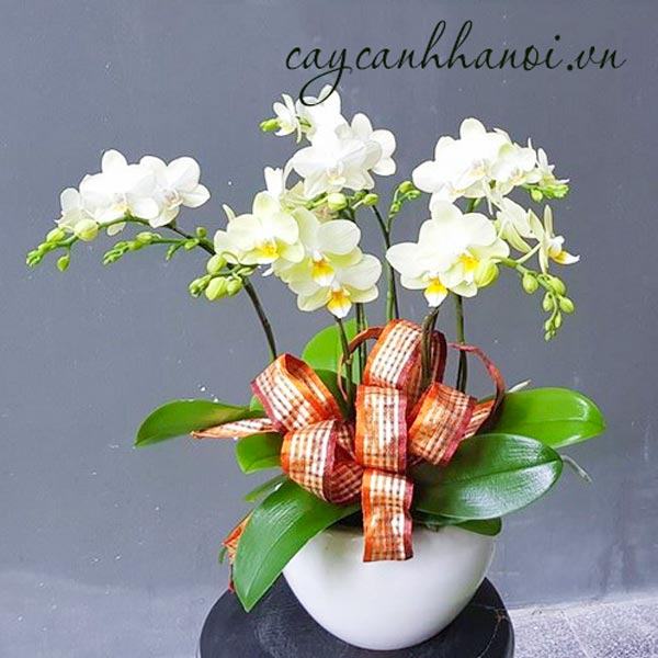 chau-hoa-lan-ho-diep-tang-20-11 Chậu hoa lan hồ điệp tặng 20/11