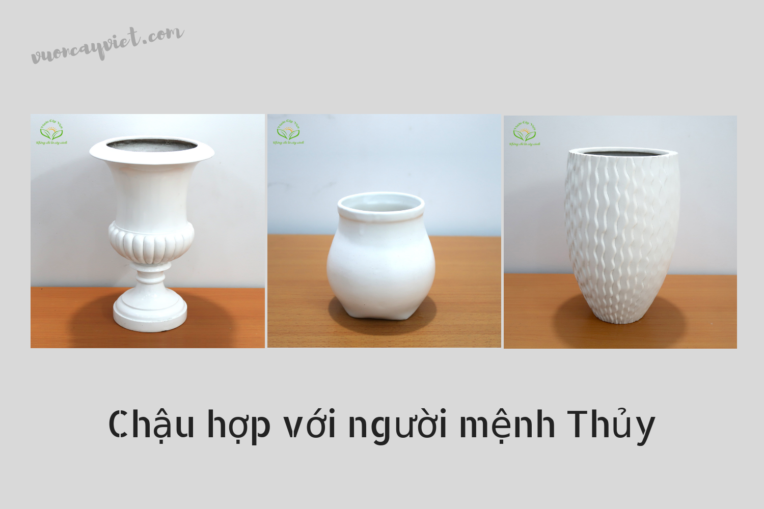 chau-hop-nguoi-menh-thuy chau-hop-nguoi-menh-Thuy.png