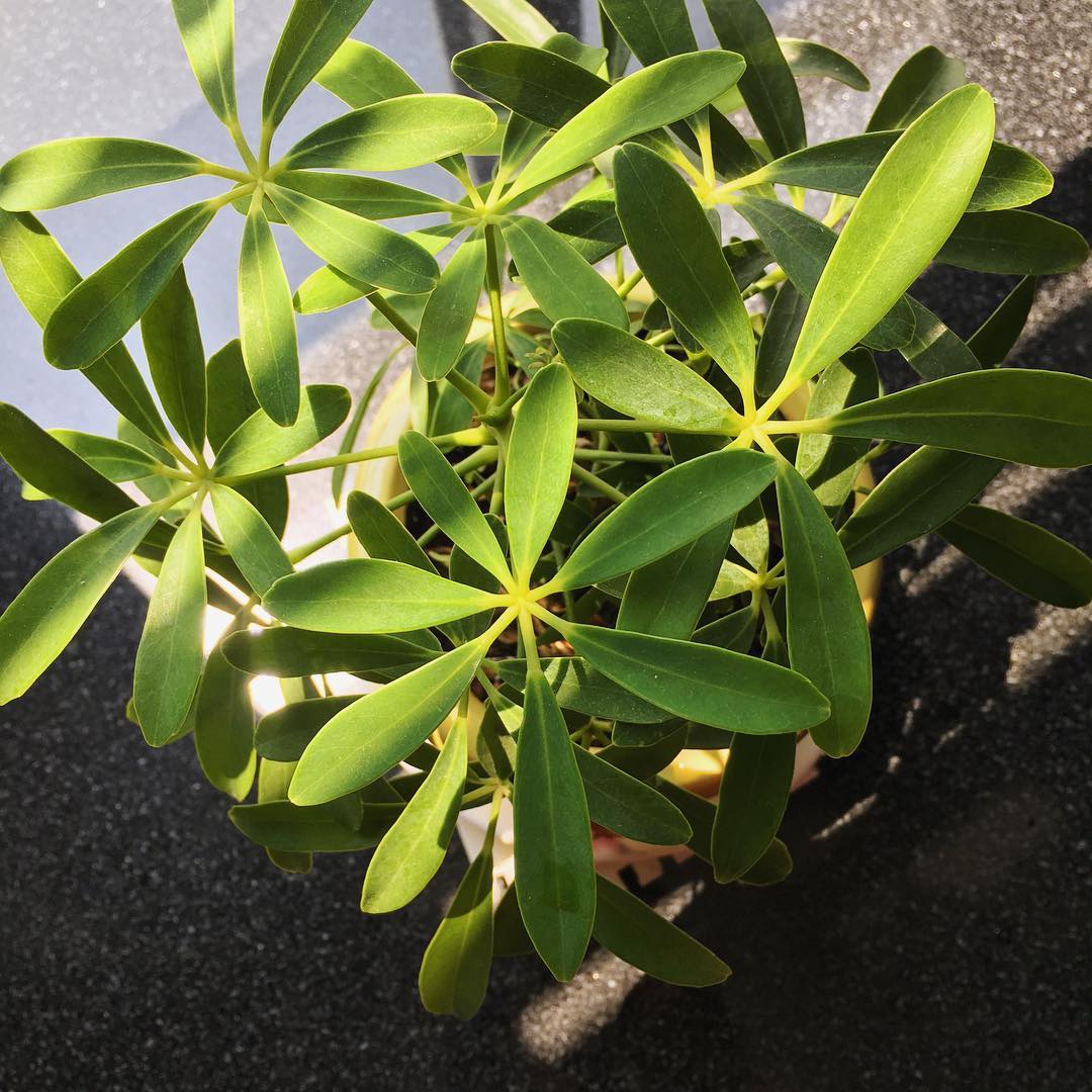 Chậu cây Ngũ gia bì dưới ánh nắng chau-ngu-gia-bi-dat-ngoai-san-duoi-nang.jpg