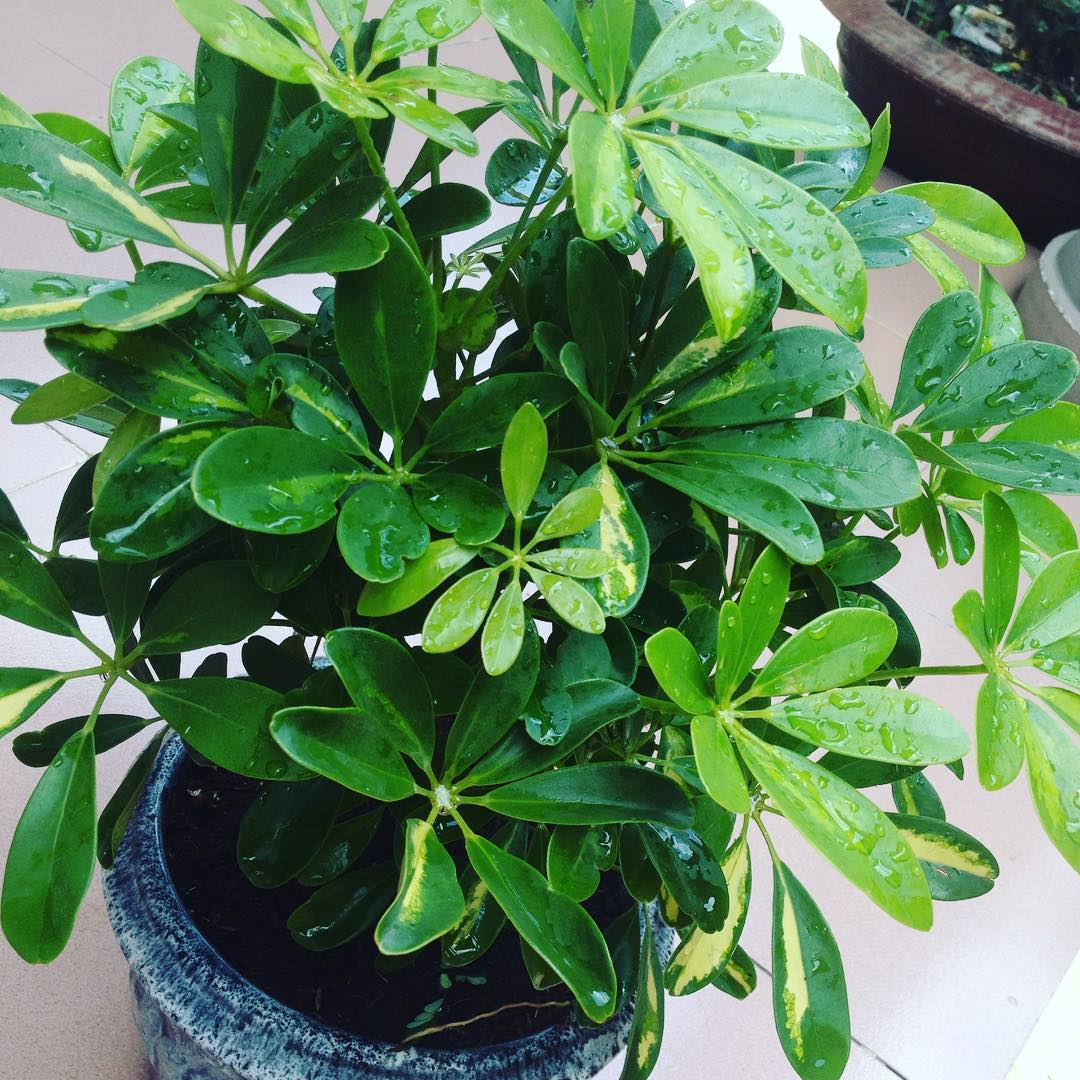 Ngũ gia bì chậu men sứ cổ xưa chau-ngu-gia-bi-men-su-loai-vua.jpg