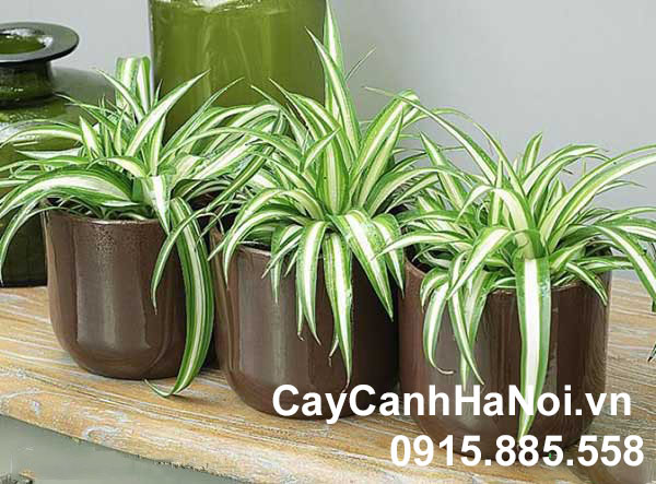 Cây lan chi hợp tuổi Canh Thìn