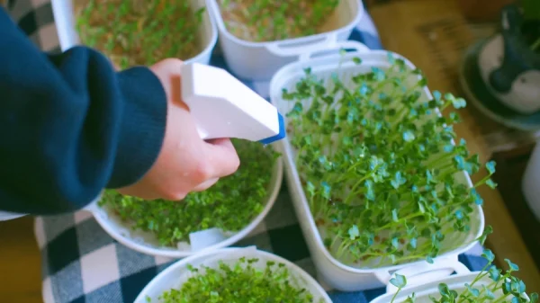 Chăm sóc rau mầm