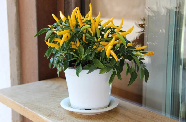 che1baadu-cc3a2y-e1bb9bt Chậu cây ớt