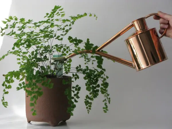 Chỉ tưới lượng nước vừa phải để cây không bị héo