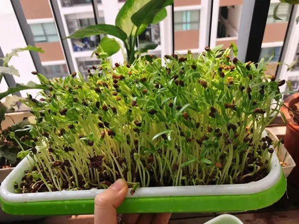 Chọn hạt giống rau mầm