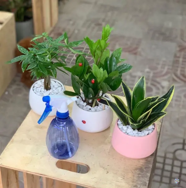 chi-tie1babft-cc3a1ch-chc483m-sc3b3c-cc3a2y-kim-tie1bb81n Chi tiết cách chăm sóc cây kim tiền