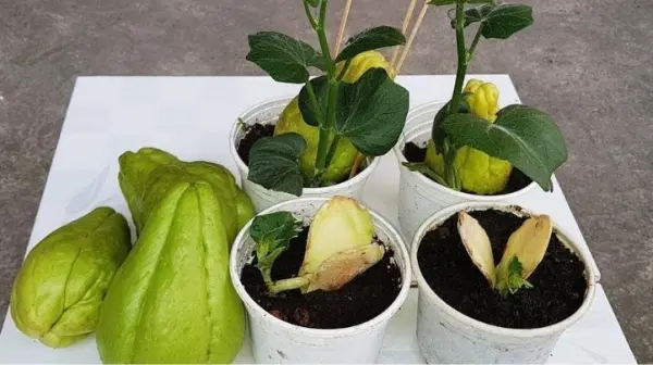 Chi tiết cách trồng su su đơn giản đúng chuẩn cho quả to, nhanh lớn