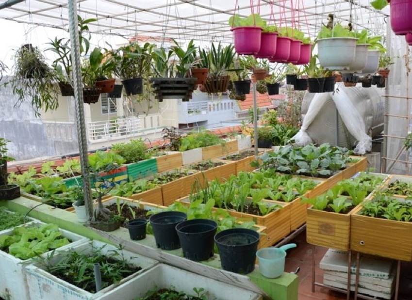 Chia sẻ bí quyết trồng cây trên sân thượng mùa hè chia-se-bi-quyet-trong-cay-tren-san-thuong-mua-he-1.jpg