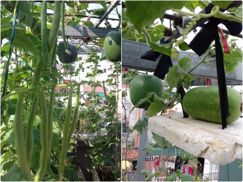 Chia sẻ bí quyết trồng cây trên sân thượng mùa hè chia-se-bi-quyet-trong-cay-tren-san-thuong-mua-he-10.jpg