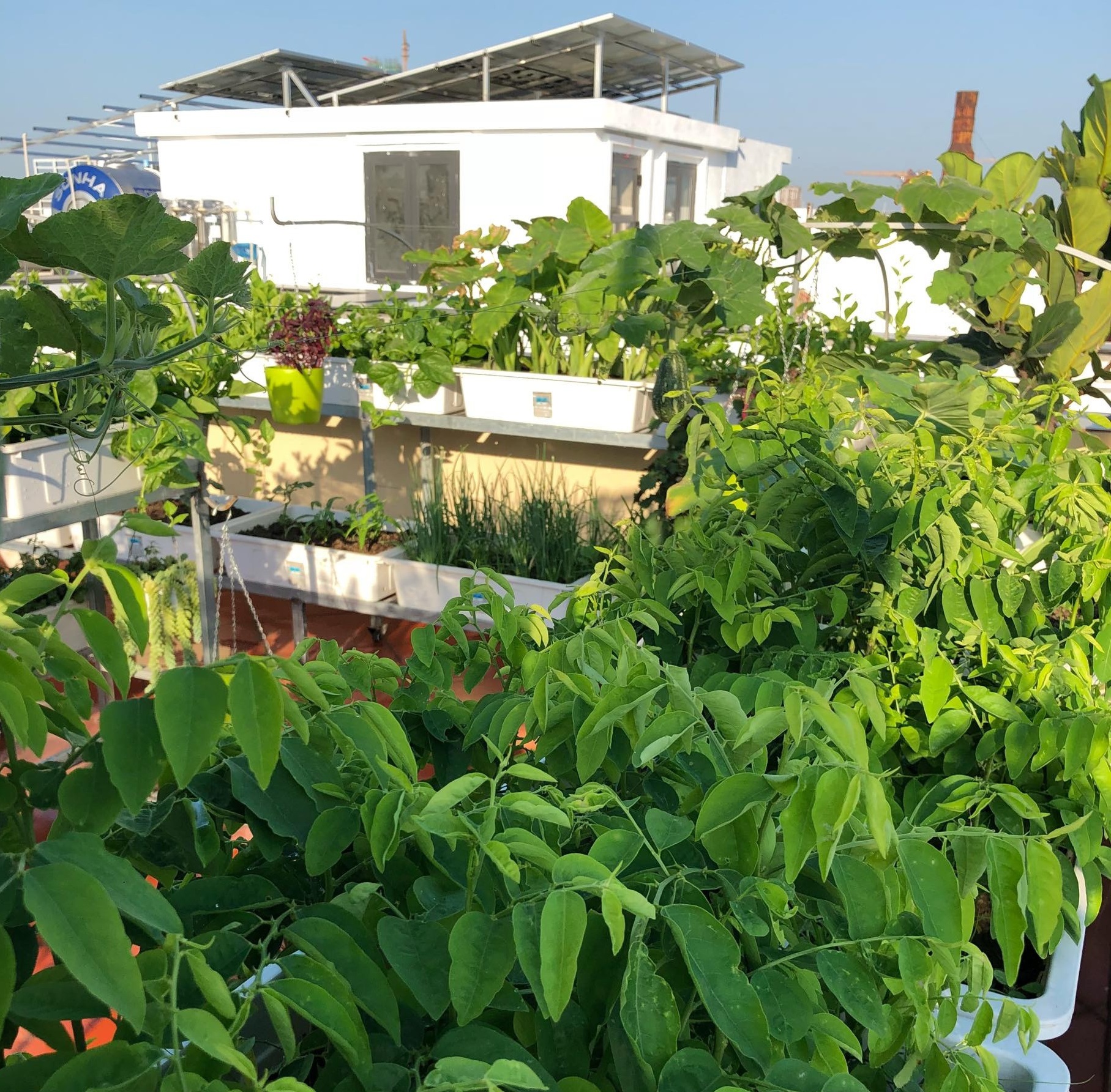 Chia sẻ bí quyết trồng cây trên sân thượng mùa hè chia-se-bi-quyet-trong-cay-tren-san-thuong-mua-he-11.jpg