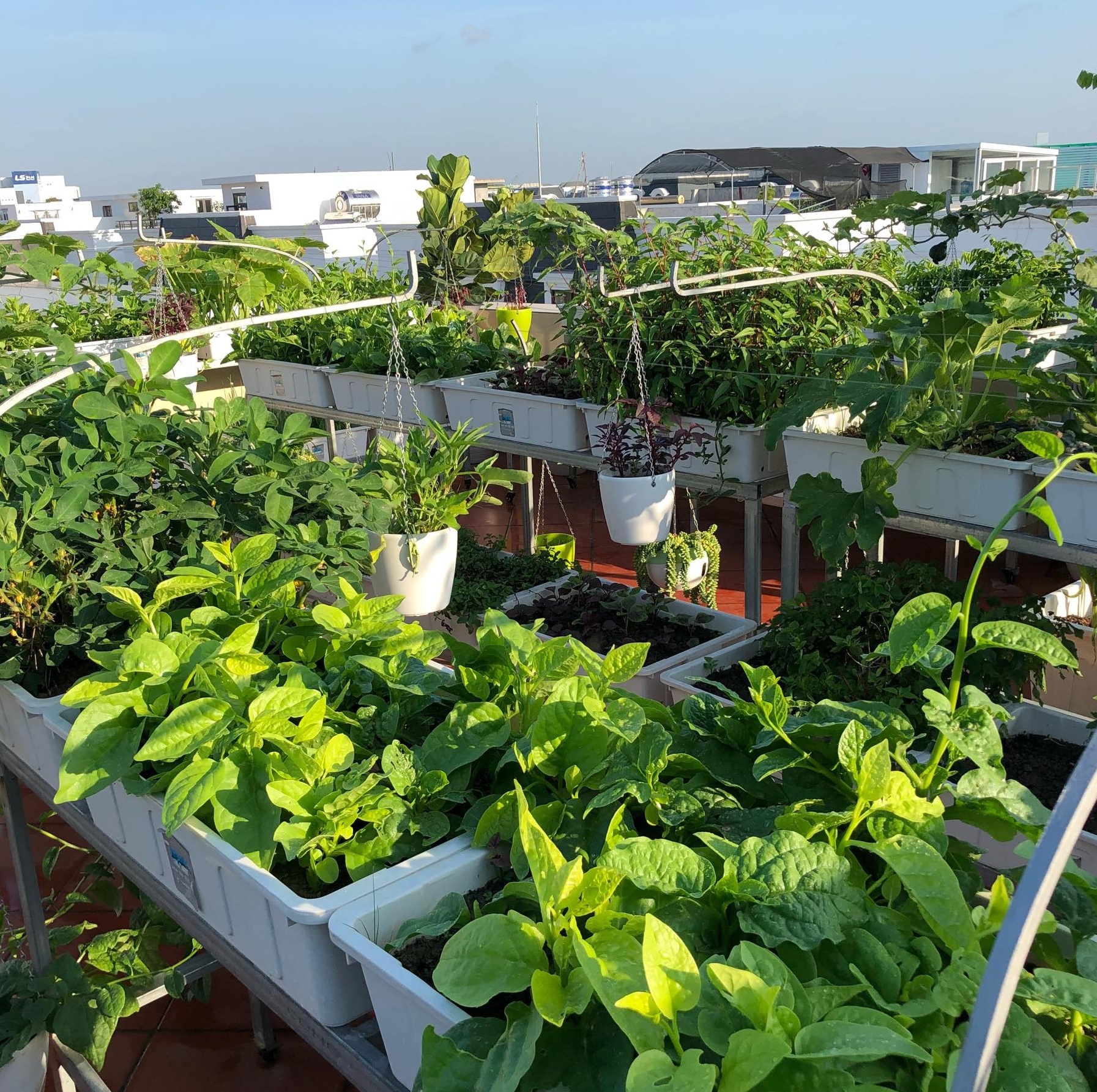 Chia sẻ bí quyết trồng cây trên sân thượng mùa hè chia-se-bi-quyet-trong-cay-tren-san-thuong-mua-he-12.jpg