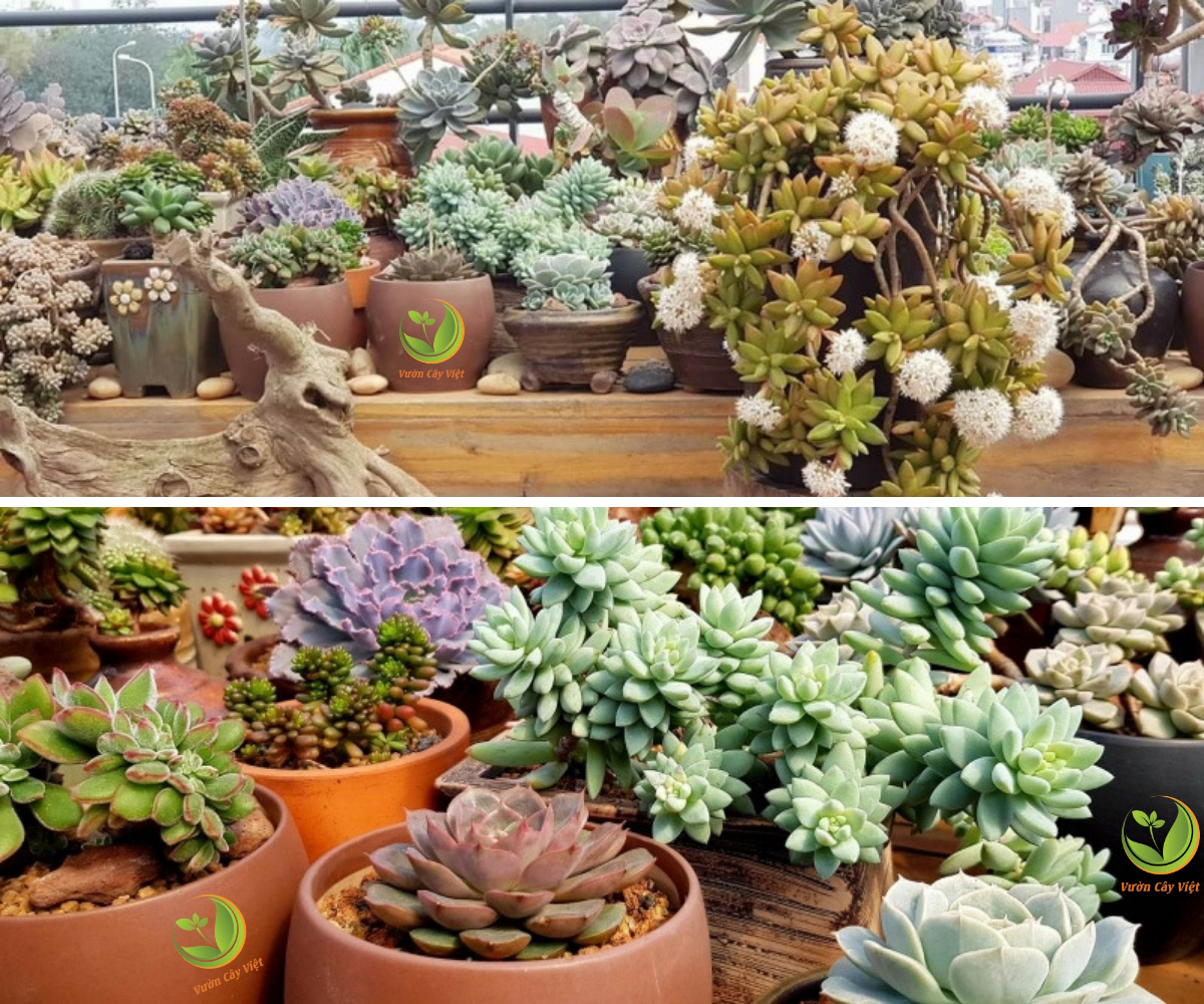 Chia sẻ bí quyết trồng cây trên sân thượng mùa hè chia-se-bi-quyet-trong-cay-tren-san-thuong-mua-he-2.png