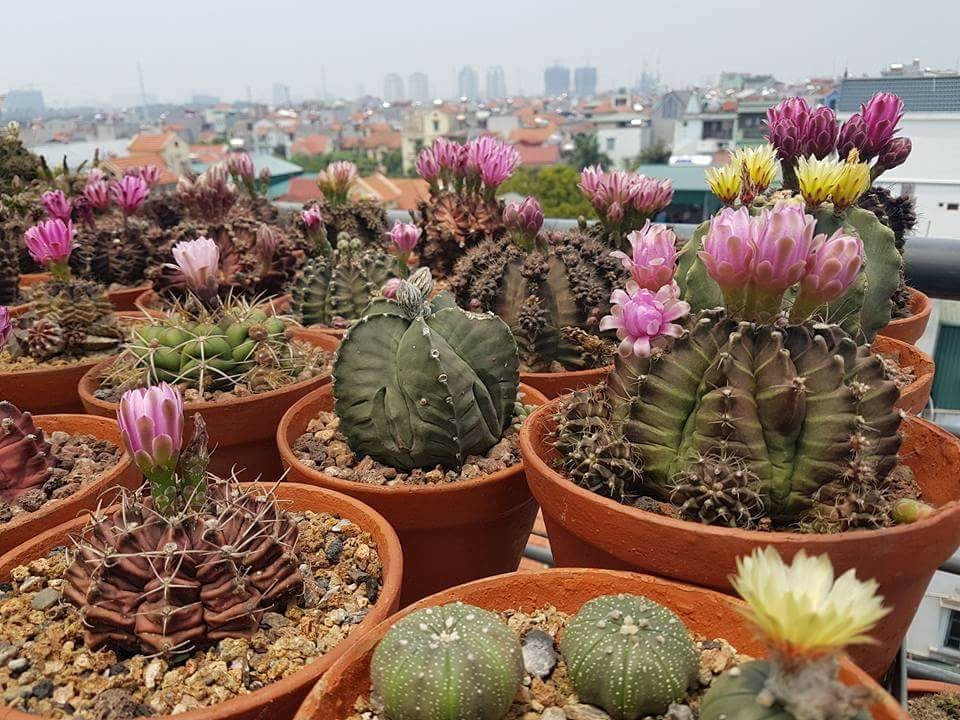 Chia sẻ bí quyết trồng cây trên sân thượng mùa hè chia-se-bi-quyet-trong-cay-tren-san-thuong-mua-he-3.jpg