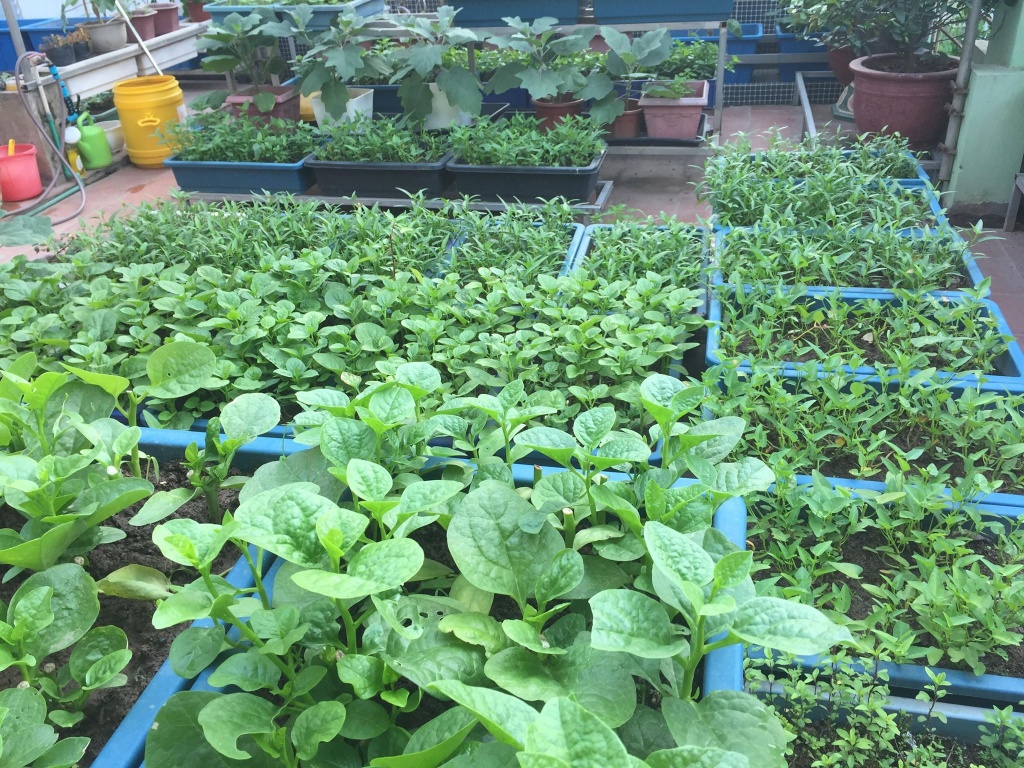 Chia sẻ bí quyết trồng cây trên sân thượng mùa hè chia-se-bi-quyet-trong-cay-tren-san-thuong-mua-he-4.jpg