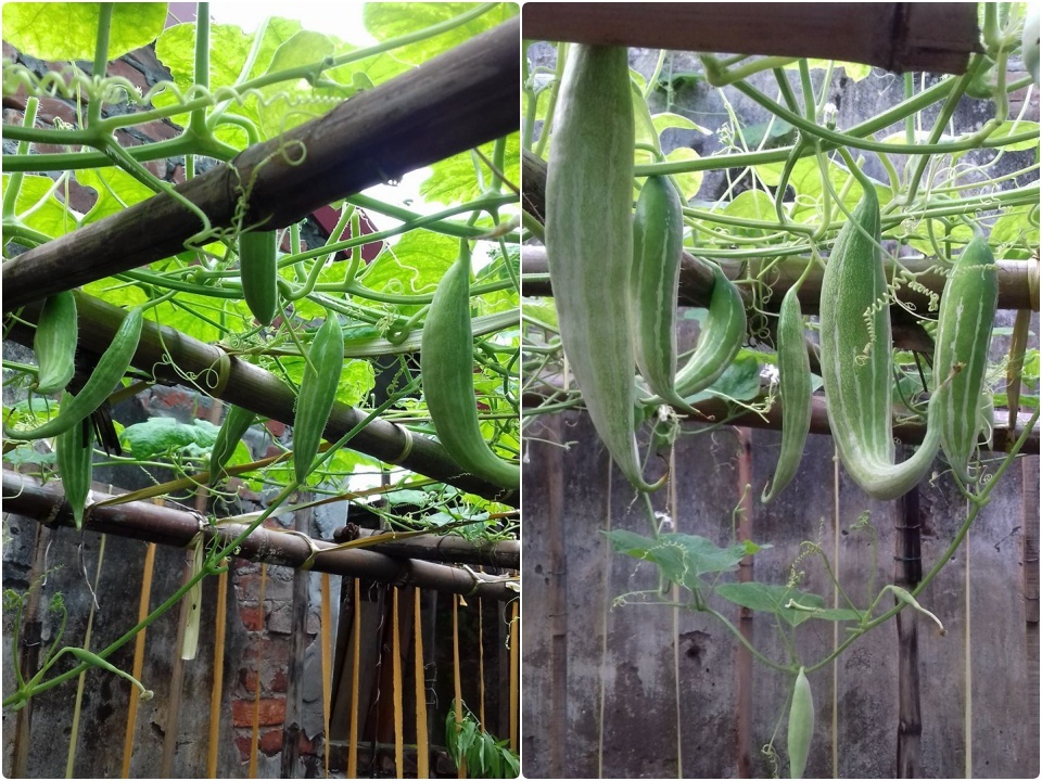 Chia sẻ bí quyết trồng cây trên sân thượng mùa hè chia-se-bi-quyet-trong-cay-tren-san-thuong-mua-he-5.jpg