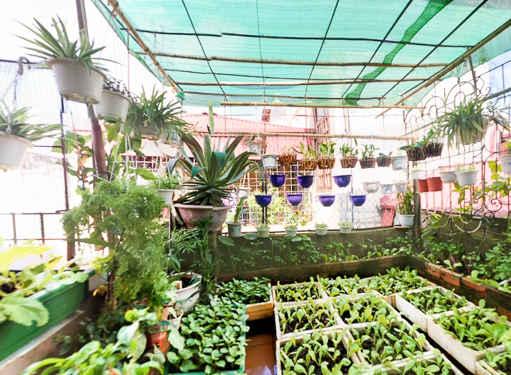 Chia sẻ bí quyết trồng cây trên sân thượng mùa hè chia-se-bi-quyet-trong-cay-tren-san-thuong-mua-he-6.jpg