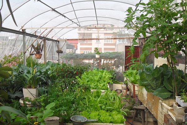 Chia sẻ bí quyết trồng cây trên sân thượng mùa hè chia-se-bi-quyet-trong-cay-tren-san-thuong-mua-he-7.jpg