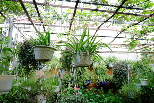 Chia sẻ bí quyết trồng cây trên sân thượng mùa hè chia-se-bi-quyet-trong-cay-tren-san-thuong-mua-he-9.jpg