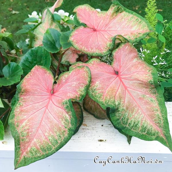 Chinook Caladium