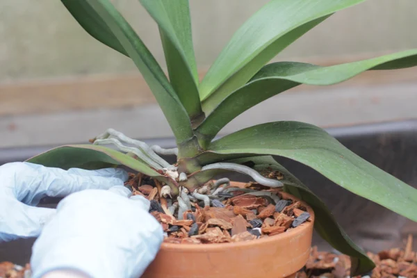 cho hết phần xơ dừa còn lại và cách miệng khoảng 1cm