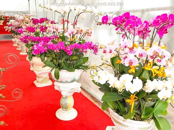 cho-thue-hoa-lan-ho-diep Cho thuê hoa lan hồ điệp