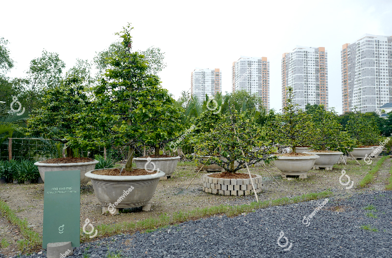 mua bán mai Cho thuê mai tết tphcm - Caycoi.net