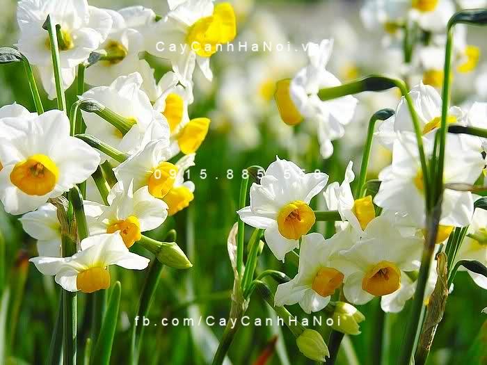 Cây cỏ đồng tiền trồng thủy sinh