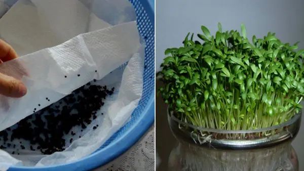 Chuẩn bị dụng cụ trồng rau mầm không cần đất