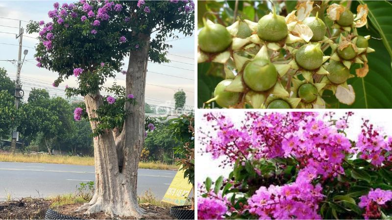 co-nen-trong-cay-bang-lang-truoc-nha-2 Đặc điểm thân, hoa, quả của cây bằng lăng