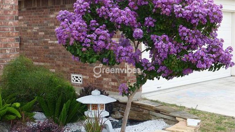 co-nen-trong-cay-bang-lang-truoc-nha-3 Cây bằng lăng nở rộ trong khuôn viên nhà ở