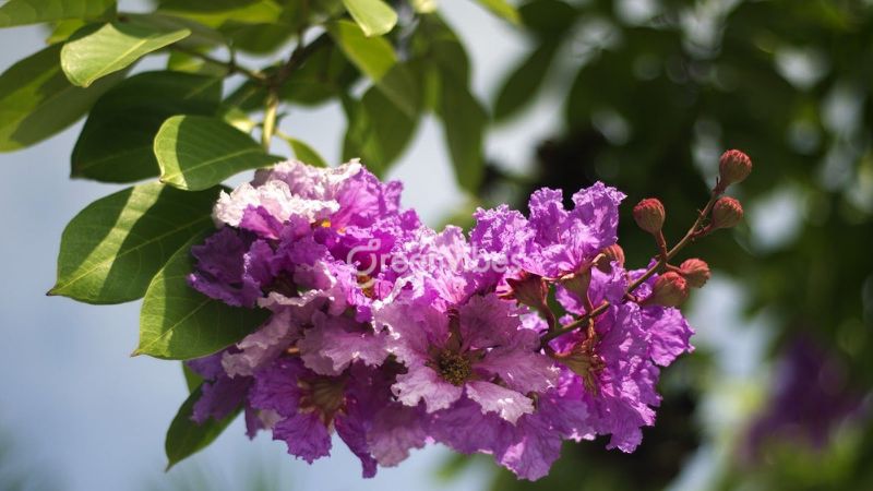 Có nên trồng cây bằng lăng trước nhà? Trồng có tốt không?